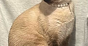 Lady Francis is registered to the contest to win money with this photo: alert, animal, beige_coat, cat, closeup, collar, cozy, dark_mask, ears, fabric_background, feline, fur, indoor, pearls, pet, portrait, siamese_cat, sitting, tail, whiskers