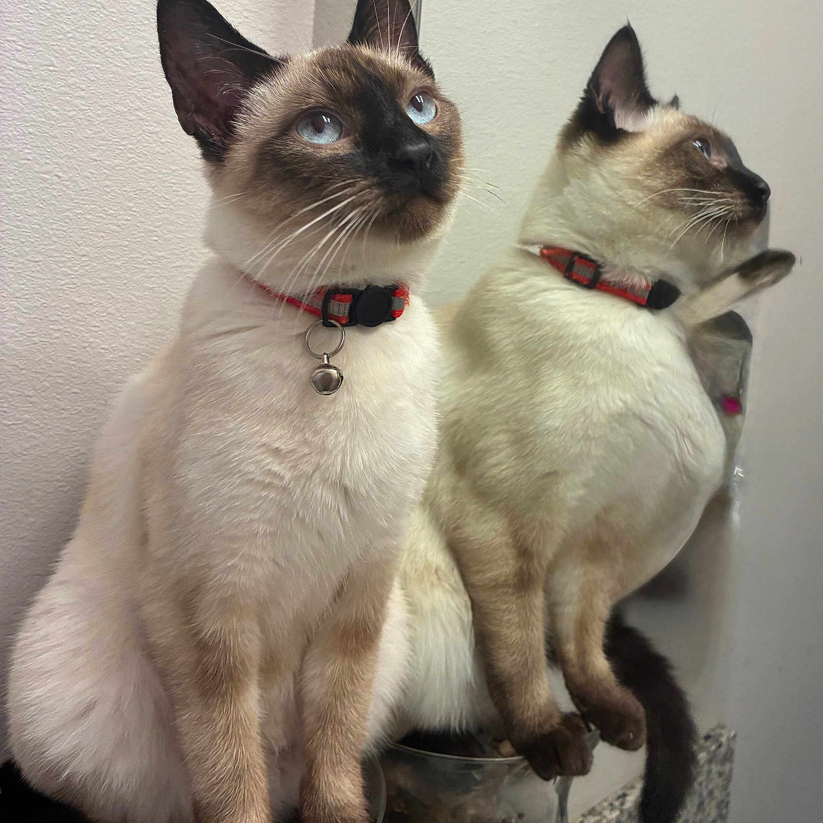 Lady Francis is registered to the contest to win money with this photo: accessories, animal, cat, collar, kitten, pet, siamese