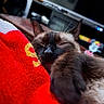 Lady Francis is registered to the contest to win money with this photo: blanket, cat, close_up, cozy, ear, electronics, fur, furniture, indoor, nose, paw, pet, red_blanket, relaxed, siamese_cat, sleeping, soft_texture, tv, whiskers, wood_table