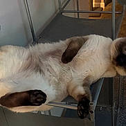 Lady Francis joined the competition — help win amazing prizes! cat, siamese_cat, indoor, chair, carpet, pet, feline, upside_down, curious, fur, paws, relaxed, animal, mammal, whiskers, ears, closeup, home, cozy, resting