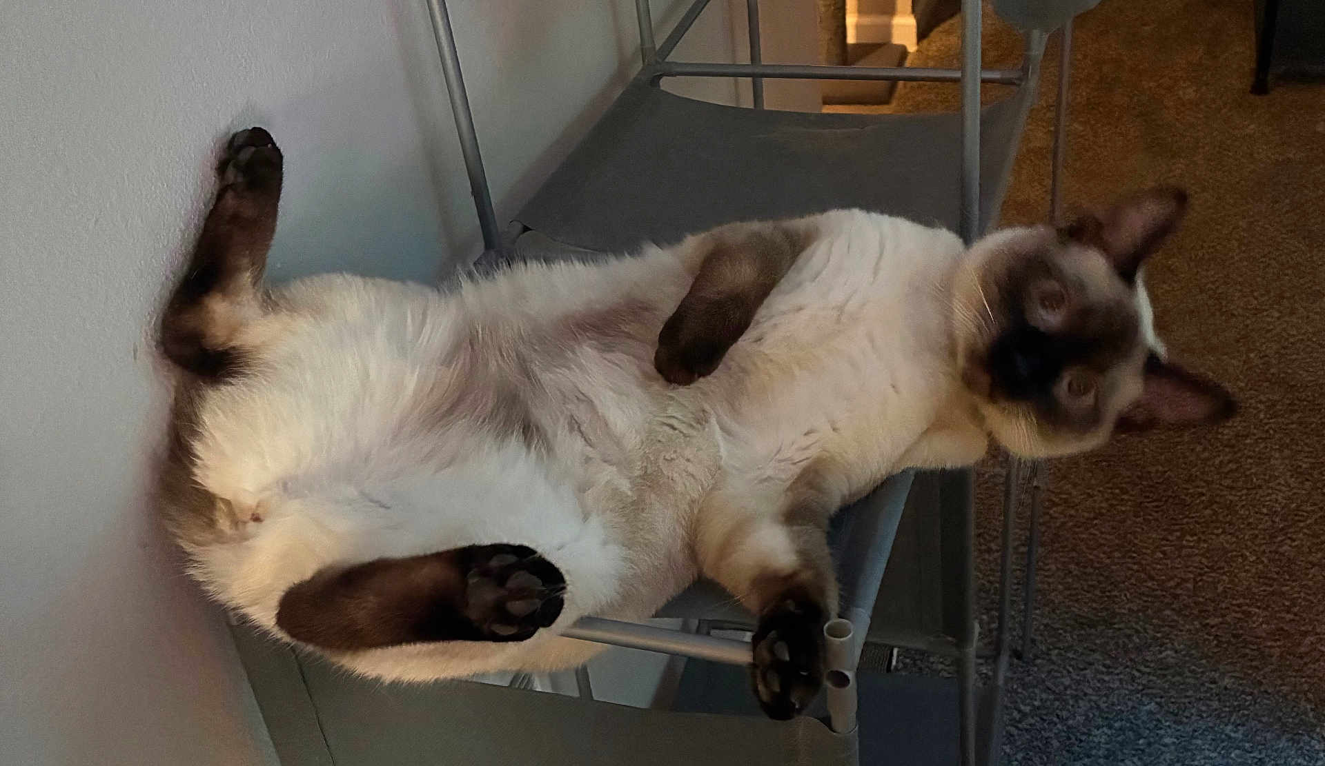 Lady Francis joined the competition — help win amazing prizes! cat, siamese_cat, indoor, chair, carpet, pet, feline, upside_down, curious, fur, paws, relaxed, animal, mammal, whiskers, ears, closeup, home, cozy, resting