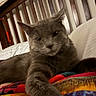 animal, bed, blanket, cat, closeup, comfort, cozy, domestic_cat, feline, fur, gray_cat, home, indoor, paw, pet, relaxed, resting, sleepy, stretching, wooden_headboard
