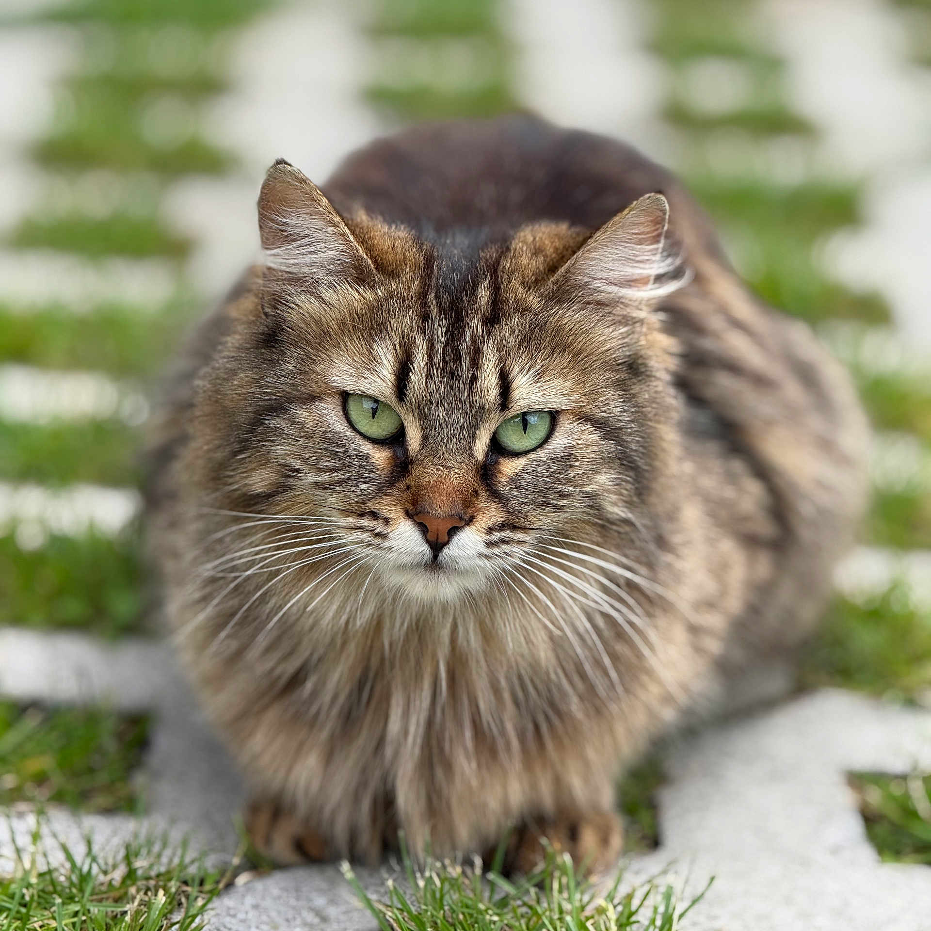 Caty a rejoint le concours — aidez-le/la à gagner de superbes lots ! animal, cat, closeup, ears, feline, fluffy, focus, fur, grass, green_eyes, mammal, nature, outdoor, pet, portrait, relaxed, sitting, stone_path, tabby, whiskers