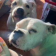 Presley joined the competition — help win amazing prizes! dog, white_dog, indoor, floor, blanket, couch, table, cat, red_tray, wooden_floor, furniture, pet, animal, closeup, looking_up, curious, domestic, cozy, home, sunlight