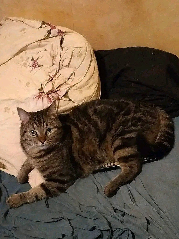 Gribouille a rejoint le concours — aidez-le/la à gagner de superbes lots ! carnivore, cat, claw, comfort, domestic_short_haired_cat, felidae, fur, grey, paw, sitting, small_to_medium_sized_cats, snout, tail, terrestrial_animal, tree, whiskers