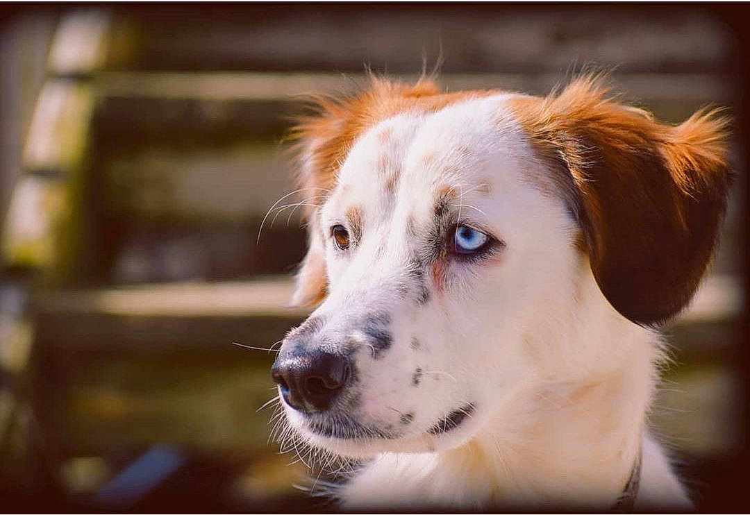 Frankie is registered to the contest to win money with this photo: canidae, carnivore, companion_dog, dog, dog_breed, english_setter, eye, fur, mammal, nose, photography, rare_breed_dog, snout, sporting_group, vertebrate, whiskers