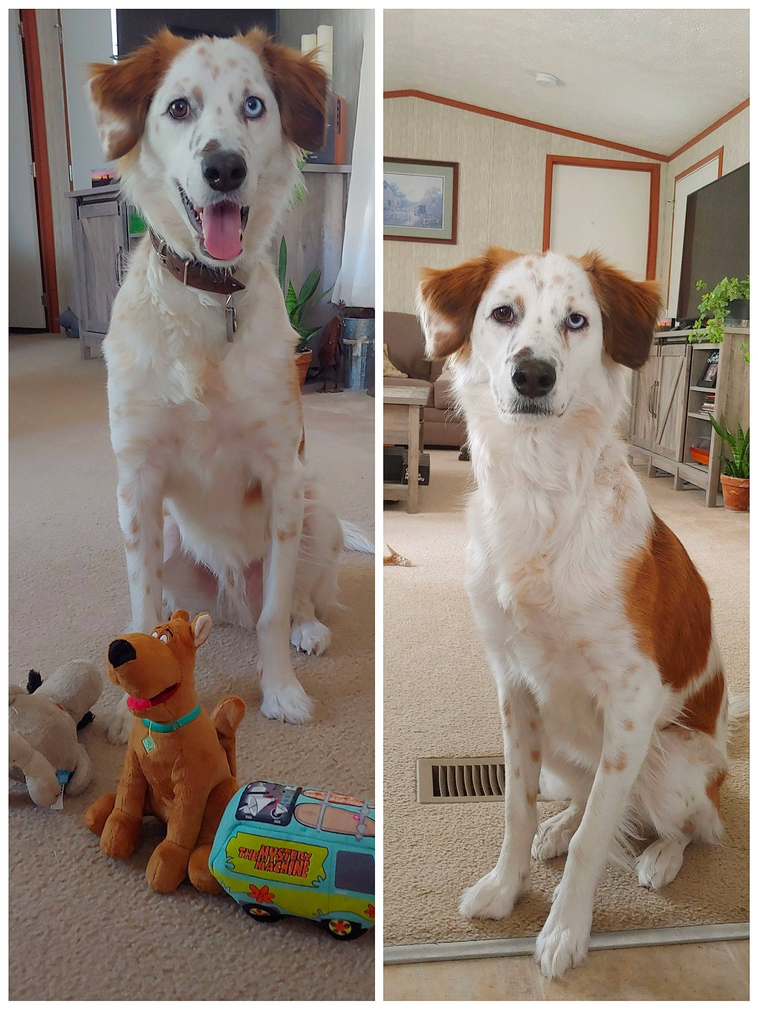 Frankie joined the competition — help win amazing prizes! ancient_dog_breeds, canidae, carnivore, companion_dog, dog, dog_breed, golden_retriever, labrador_retriever, mammal, puppy, rare_breed_dog, sporting_group, vertebrate, working_dog