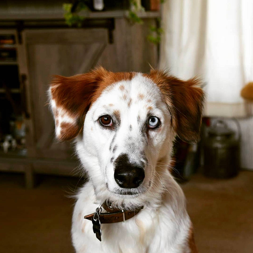 Frankie joined the competition — help win amazing prizes! border_collie, borzoi, canidae, carnivore, companion_dog, dog, dog_breed, fur, kooikerhondje, longhaired_whippet, mammal, rare_breed_dog, saluki, silken_windhound, sporting_group, vertebrate