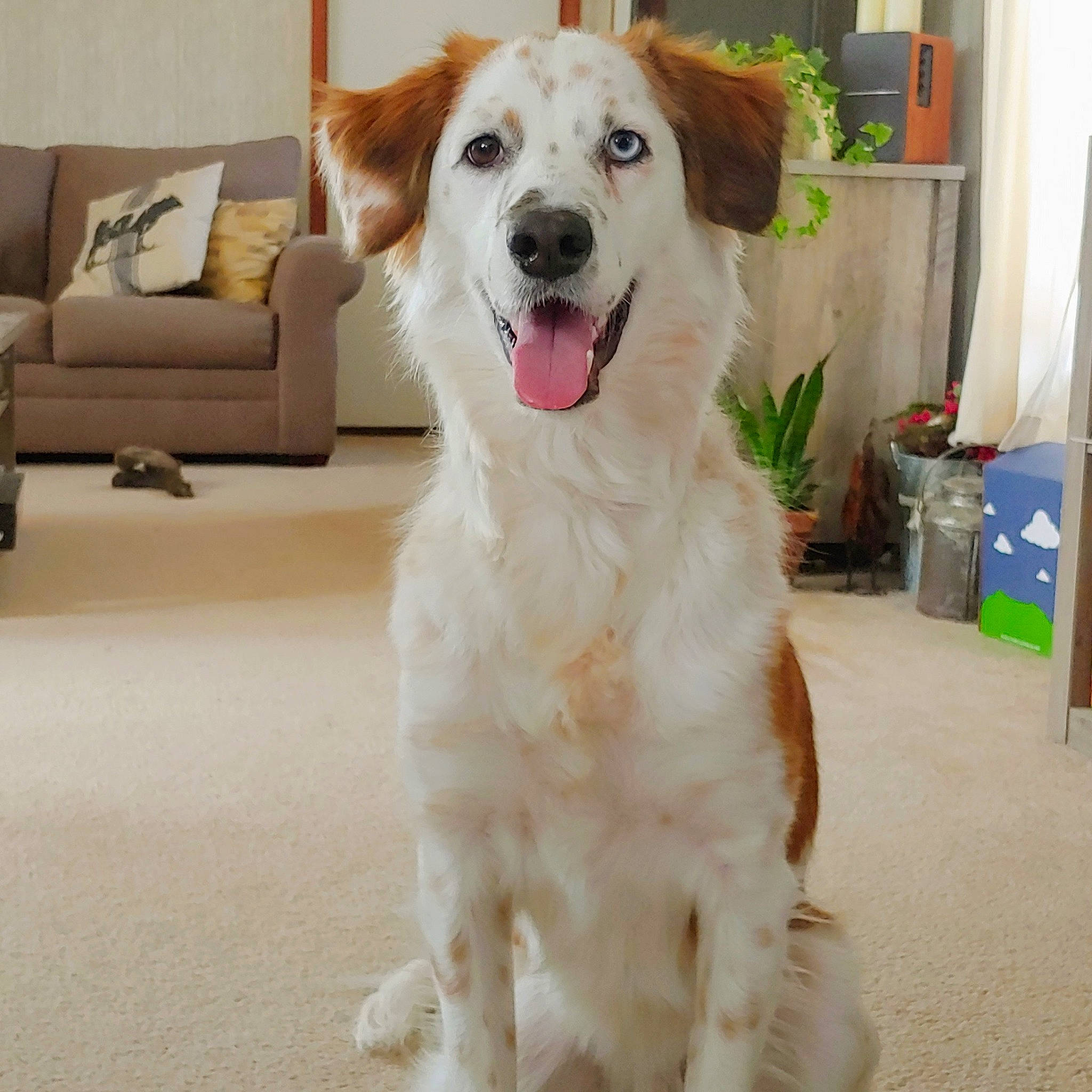 Frankie is registered to the contest to win money with this photo: aidi, canidae, carnivore, companion_dog, dog, dog_breed, fawn, great_pyrenees, mammal, mucuchies, rare_breed_dog, small_greek_domestic_dog, sporting_group, vertebrate