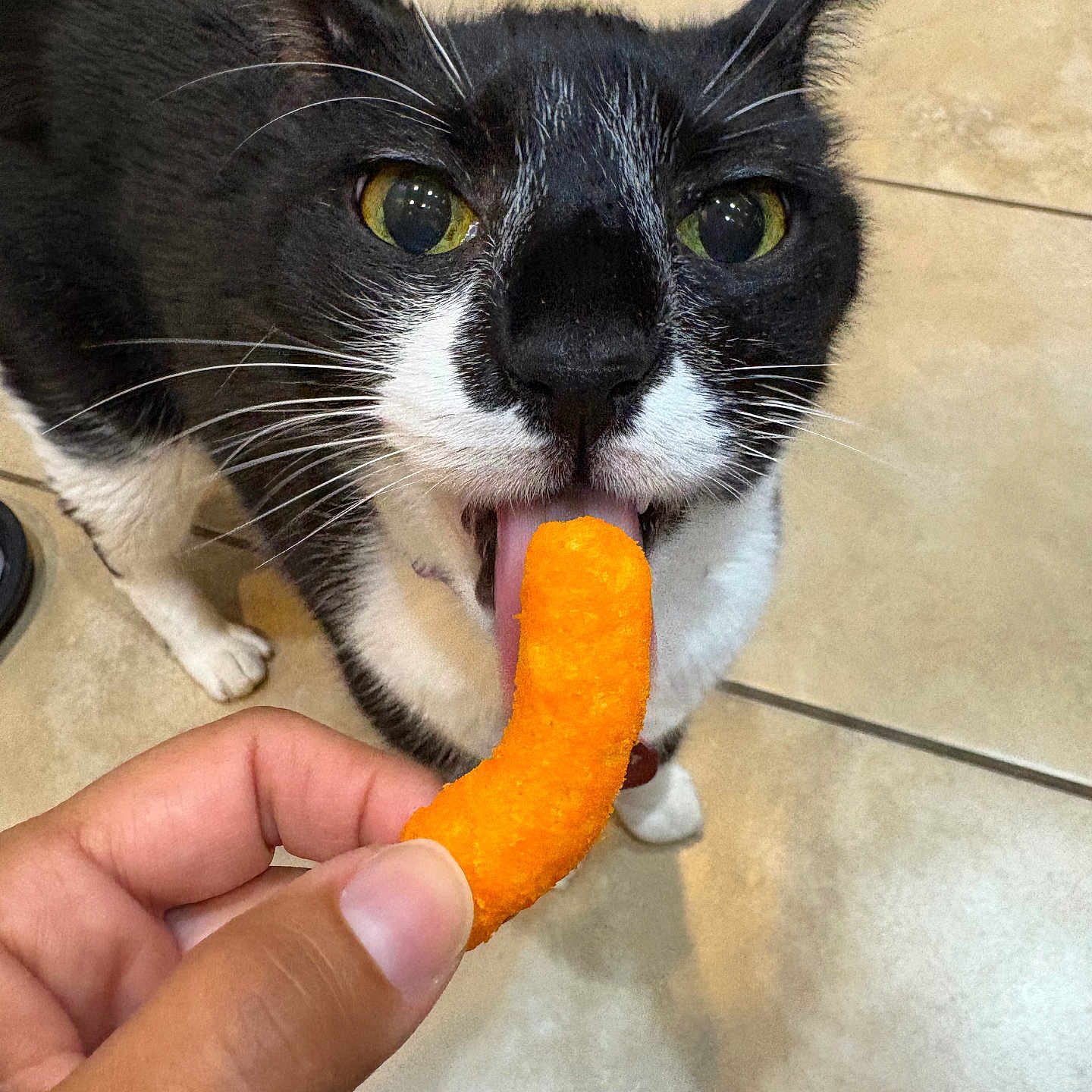 Dr. Emmett Brown is registered to the contest to win money with this photo: animal, black_and_white, cat, cheese_snack, close_up, curious, cute, domestic_cat, floor, food, hand, indoor, orange, person, pet, playful, snack, tile_floor, tongue, whiskers