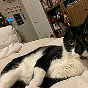 Dr. Emmett Brown is registered to the contest to win money with this photo: cat, black_and_white, pet, indoor, couch, furniture, living_room, christmas_tree, holiday_decor, home, relaxed, wide_eyes, whiskers, fur, portrait, close_up, cozy, decorations, door, shelf