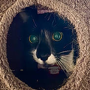 Dr. Emmett Brown joined the competition — help win amazing prizes! animal, black_and_white, cat, closeup, cozy, curious, cute, dark, eyes, face, fur, fuzzy, hole, indoor, mammal, peek, pet, tunnel, tuxedo_cat, whiskers