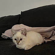 Alpine a rejoint le concours — aidez-le/la à gagner de superbes lots ! animal, blanket, cat, cozy, cute, domestic, ears, eyes, face, fur, indoor, kitten, lying_down, mammal, pet, resting, small, sofa, whiskers, young