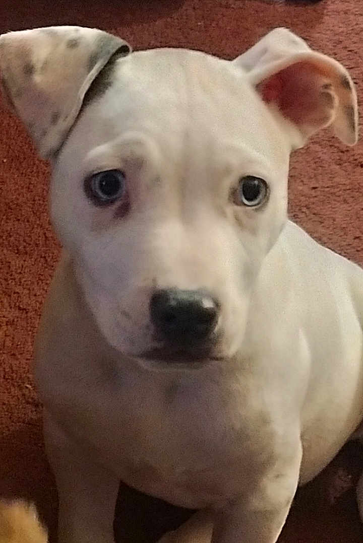 Benny joined the competition — help win amazing prizes! puppy, dog, white_dog, close_up, carpet, indoor, pet, young_dog, ears, cute, animal, mammal, sitting, looking, face, nose, fur, domestic_animal, companion, expression