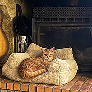 Rookie participe au concours pour gagner de l'argent avec cette photo : cat, orange_tabby, pet_bed, plush_bed, fireplace, brick_hearth, indoor, cozy, feline, resting, fur, ears, tail, home_interior, warm_lighting, comfort, animal, relaxation, mammal, domestic_pet