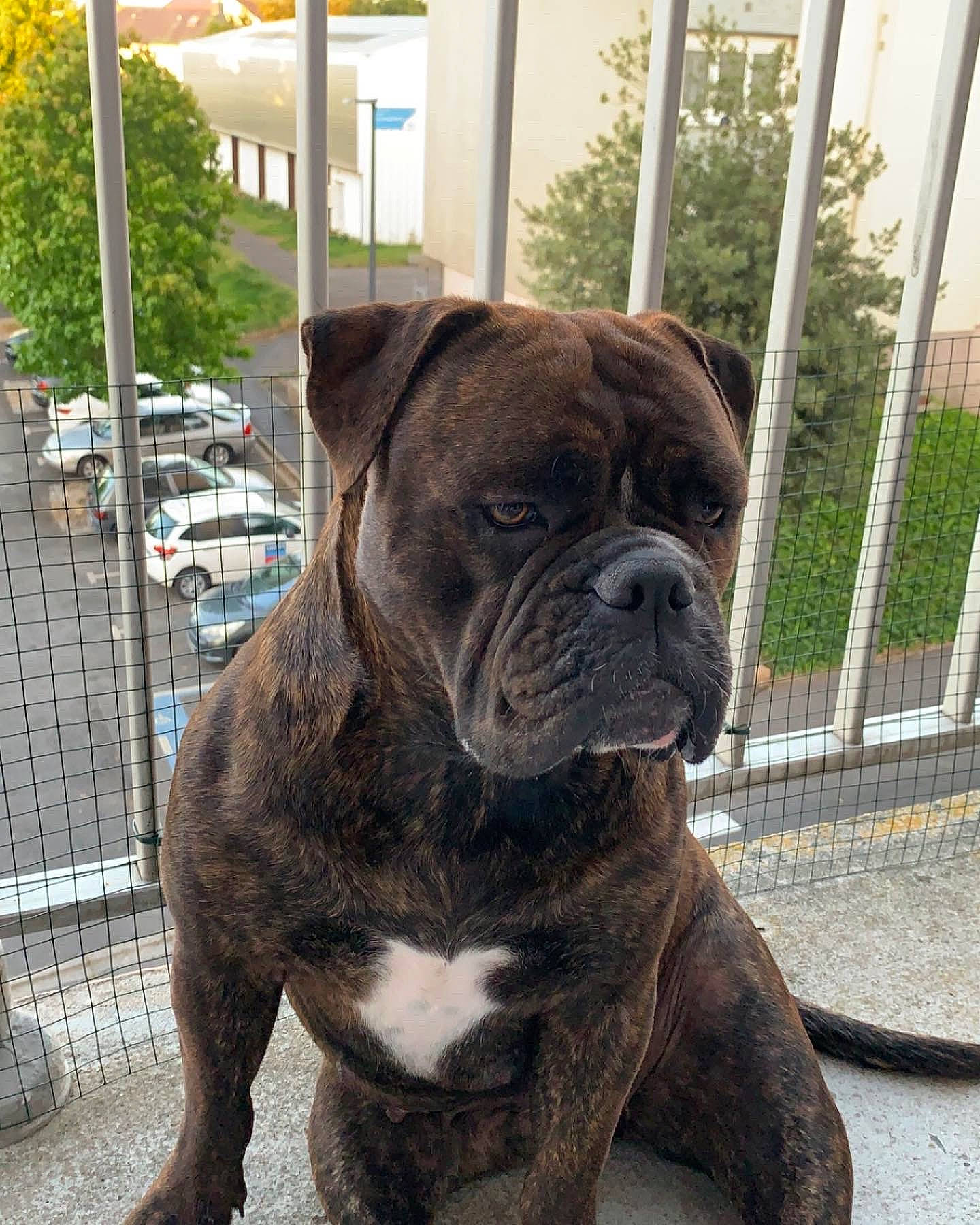 Replay participe au concours pour gagner de l'argent avec cette photo : canidae, car, carnivore, collar, companion_dog, dog, dog_breed, dog_collar, fawn, fence, fur, liver, molosser, plant, snout, sporting_group, tree, wheel, working_animal, wrinkle