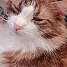 Nanaki joined the competition — help win amazing prizes! cat, ginger_cat, white_cat, fluffy, fur, whiskers, pink_nose, sleepy, side_eye, close_up, portrait, pet, animal, indoors, brown, white, face, ears, long_hair, candid