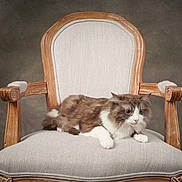 Nanaki joined the competition — help win amazing prizes! cat, fluffy, brown_and_white, long_hair, pet, animal, chair, armchair, upholstery, wooden_frame, furniture, indoor, portrait, sitting, lying_down, front_view, whiskers, green_eyes, relaxed, studio_lighting