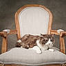 cat, fluffy, brown_and_white, long_hair, pet, animal, chair, armchair, upholstery, wooden_frame, furniture, indoor, portrait, sitting, lying_down, front_view, whiskers, green_eyes, relaxed, studio_lighting