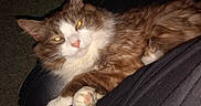 Nanaki is registered to the contest to win money with this photo: cat, fluffy, brown_and_white, longhaired, pet, animal, feline, sleepy, relaxed, golden_eyes, paws, whiskers, ears, fur, lap, indoor, couch, furniture, portrait, flash_photography