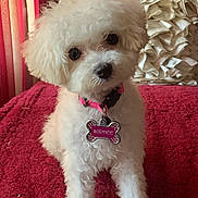 Sophee joined the competition — help win amazing prizes! animal, blanket, collar, companion, curious, cushion, cute, dog, domestic_animal, fluffy, fur, head_tilt, home_decor, indoor, pet, puppy, red_blanket, small_dog, soft_lighting, white_dog
