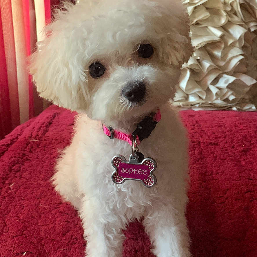 Sophee