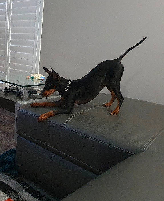 Zip joined the competition — help win amazing prizes! canidae, carnivore, dobermann, dog, dog_breed, english_toy_terrier, german_pinscher, guard_dog, manchester_terrier, miniature_pinscher, pinscher, prazsky_krysarik, tail, toy_dog, toy_manchester_terrier, working_dog