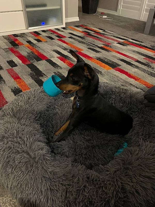 Zip is registered to the contest to win money with this photo: canidae, carnivore, dobermann, dog, dog_breed, german_pinscher, guard_dog, mammal, manchester_terrier, miniature_pinscher, pinscher, vertebrate