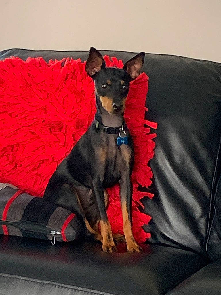 Zip joined the competition — help win amazing prizes! canidae, carnivore, companion_dog, dobermann, dog, dog_breed, english_toy_terrier, german_pinscher, guard_dog, mammal, manchester_terrier, miniature_pinscher, pinscher, prazsky_krysarik, russkiy_toy, sporting_group, toy_dog, toy_manchester_terrier, vertebrate