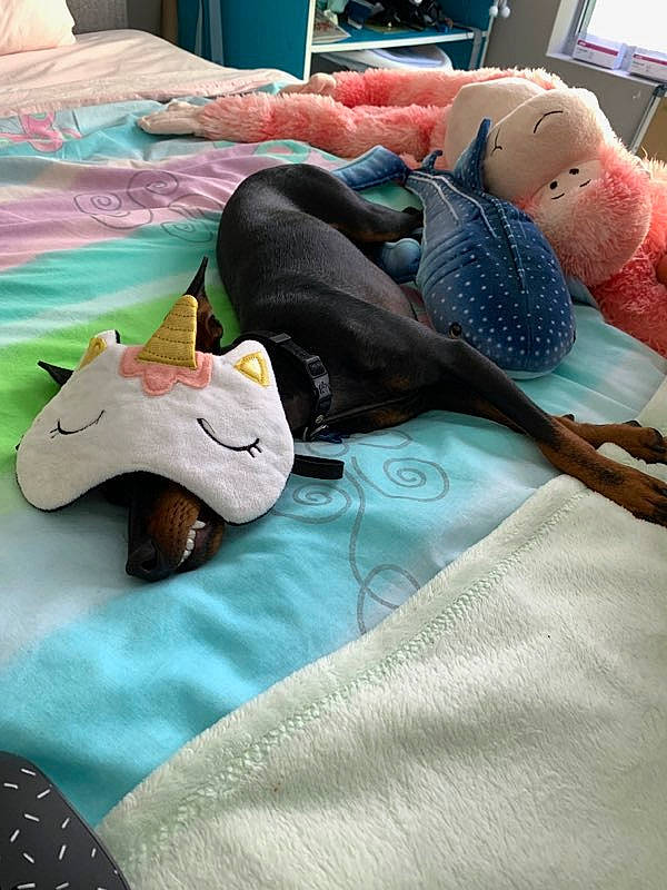 Zip is registered to the contest to win money with this photo: bed_sheet, comfort, leg, linens, nap, plush, room, sleep, stuffed_toy, textile