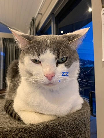 Patch joined the competition — help win amazing prizes! aegean_cat, american_wirehair, asian, carnivore, cat, domestic_short_haired_cat, european_shorthair, felidae, kitten, mammal, ojos_azules, polydactyl_cat, small_to_medium_sized_cats, tabby_cat, turkish_angora, turkish_van, whiskers