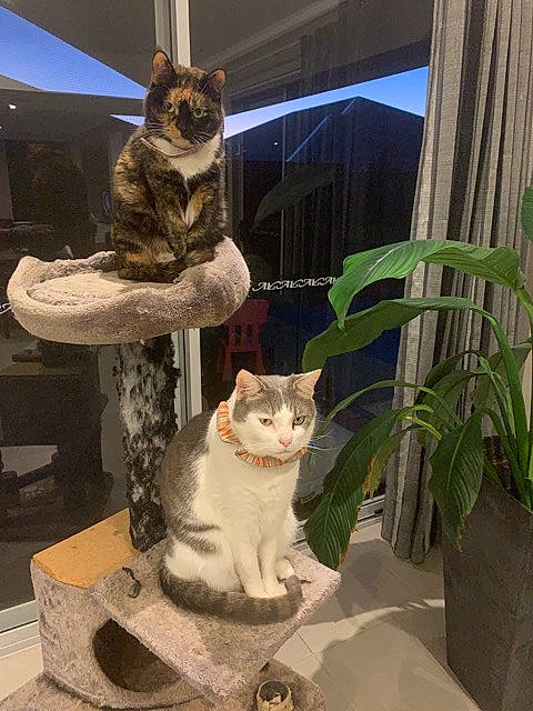 Patch is registered to the contest to win money with this photo: aegean_cat, american_shorthair, american_wirehair, art, asian, carnivore, cat, domestic_short_haired_cat, egyptian_mau, european_shorthair, felidae, fur, polydactyl_cat, sculpture, small_to_medium_sized_cats, sokoke, tabby_cat, whiskers