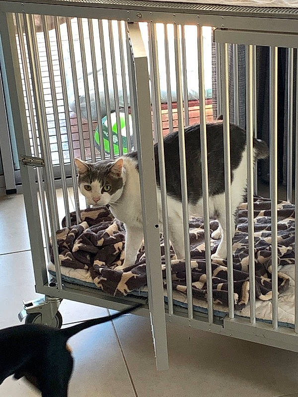 Patch joined the competition — help win amazing prizes! animal_shelter, canidae, cat, product