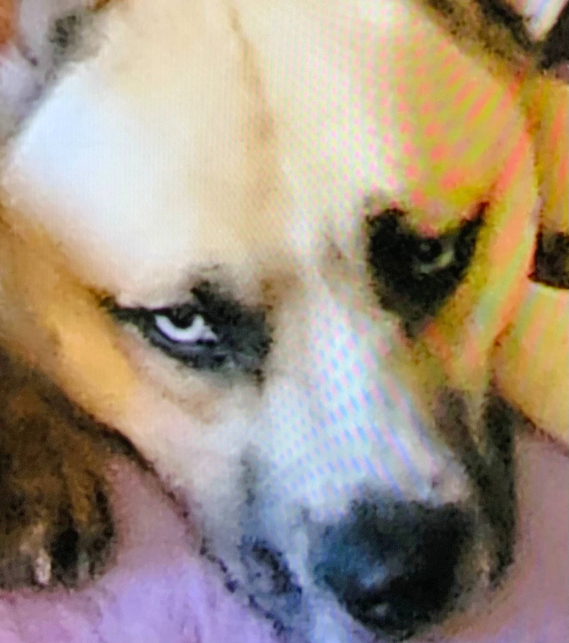 Gemma joined the competition — help win amazing prizes! canidae, carnivore, close_up, companion_dog, dog, dog_breed, eyelash, fawn, fur, jaw, no_expression, non_sporting_group, snout, sporting_group, terrestrial_animal, whiskers