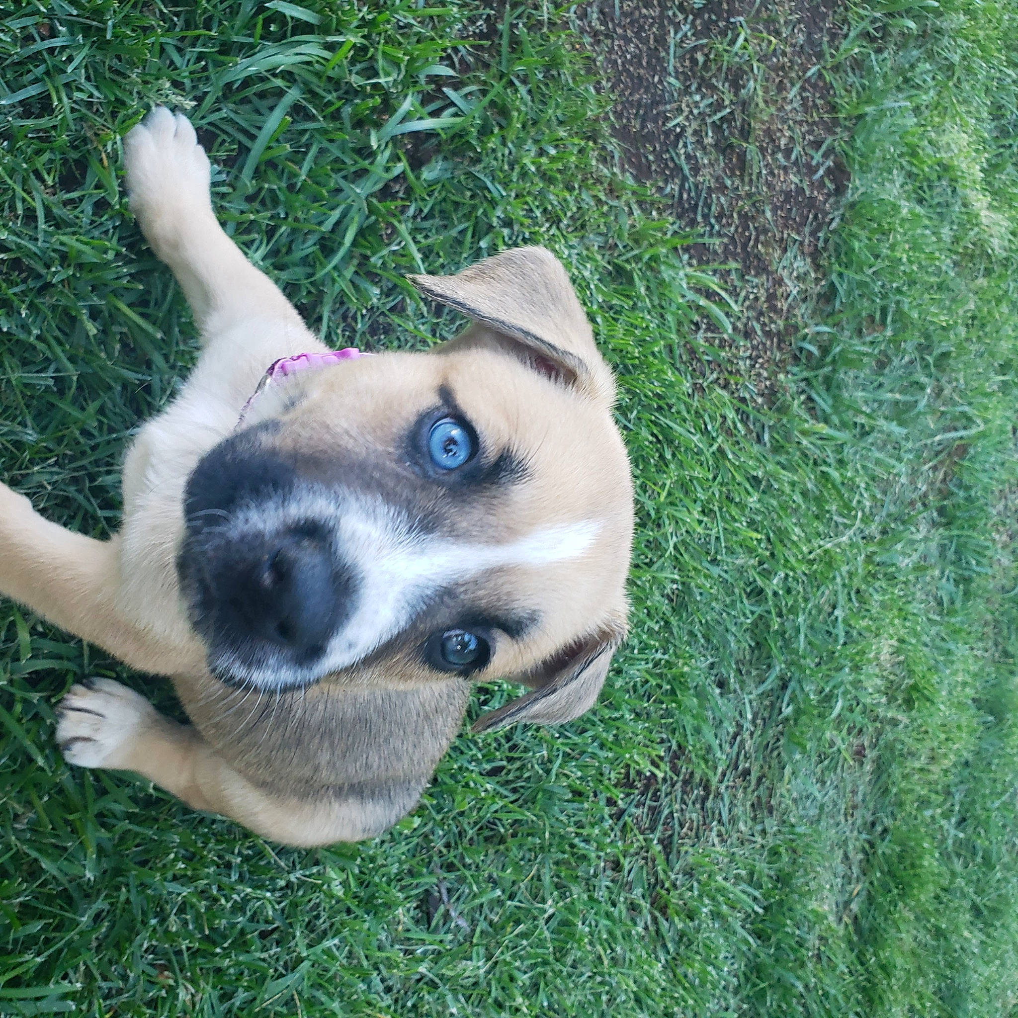 Gemma joined the competition — help win amazing prizes! canidae, carnivore, collar, companion_dog, dog, dog_breed, dog_collar, ear, fawn, fur, grass, non_sporting_group, plant, puppy, sporting_group, tail, terrestrial_animal, whiskers, working_animal, working_dog