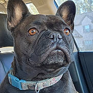 Daisy joined the competition — help win amazing prizes! dog, french_bulldog, pet, animal, car_interior, collar, seat, window, sunlight, ears, fur, closeup, portrait, sitting, black_dog, domestic_animal, cute, looking_away, indoor, vehicle