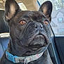 dog, french_bulldog, pet, animal, car_interior, collar, seat, window, sunlight, ears, fur, closeup, portrait, sitting, black_dog, domestic_animal, cute, looking_away, indoor, vehicle