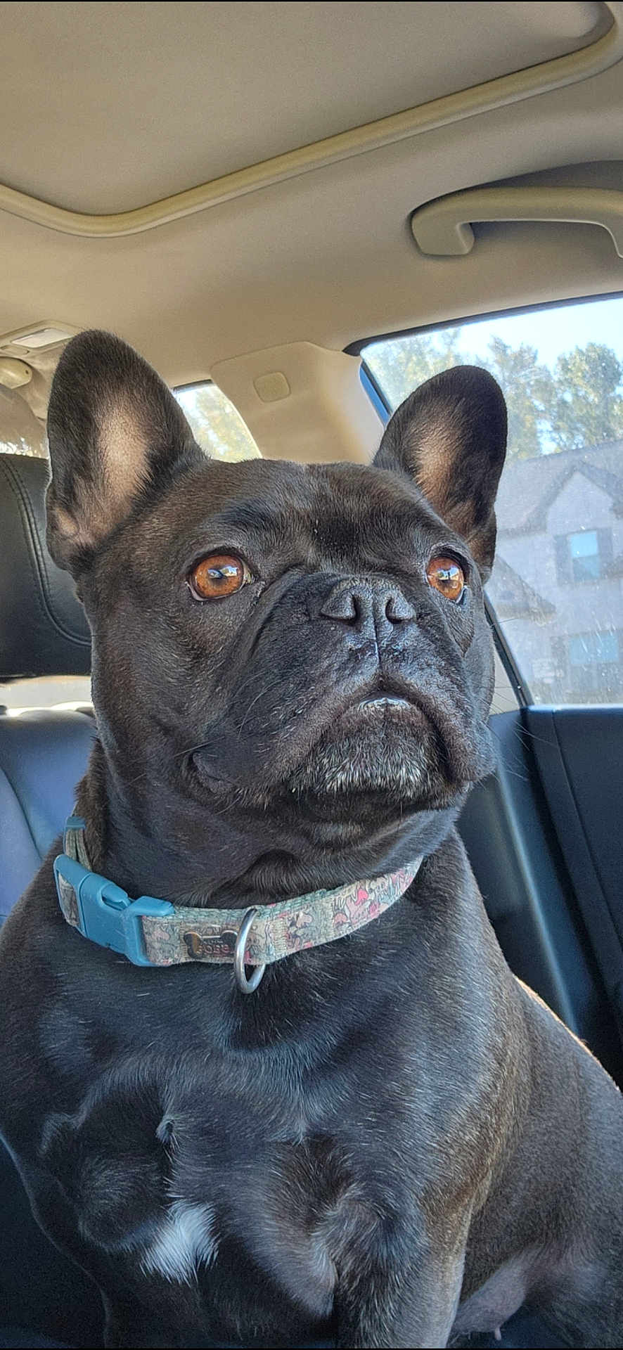 Daisy