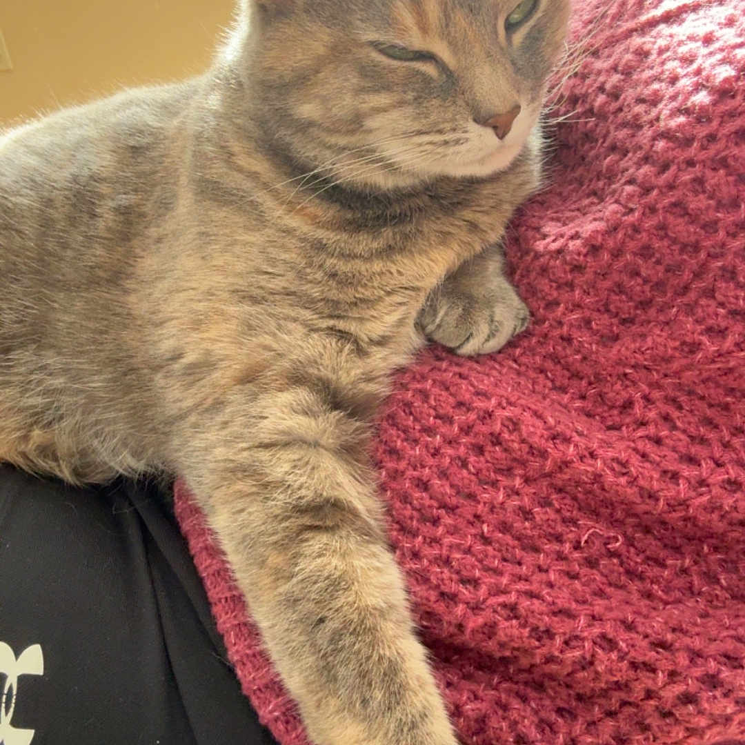 Winnie joined the competition — help win amazing prizes! cat, animal, pet, feline, relaxed, sunlight, window, person, lap, cozy, red_sweater, fur, indoor, comfort, resting, texture, closeup, casual, home, warm