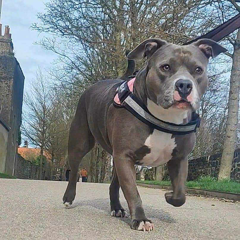 Ruby participe au concours pour gagner de l'argent avec cette photo : animal, architecture, bostonbull, boxer, building, bulldog, canine, city, dog, frenchbulldog, hound, housing, person, pet, pitbull, puppy, road, snout, street, urban