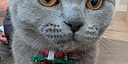 Figaro joined the competition — help win amazing prizes! book, cat, christmas, close_up, collar, couch, curious, decor, dog_toy, feline, fur, gray_cat, holiday, indoor, jingle_bells, living_room, pet, plush_toy, whiskers, wide_eyes