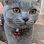 book, cat, christmas, close_up, collar, couch, curious, decor, dog_toy, feline, fur, gray_cat, holiday, indoor, jingle_bells, living_room, pet, plush_toy, whiskers, wide_eyes