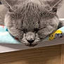 animal, cat, close_up, cozy, cushion, domestic_cat, ears, face, feline, fur, grey_cat, indoor, nap, peaceful, pet, resting, sleeping, soft_focus, whiskers, wooden_table