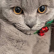 Figaro joined the competition — help win amazing prizes! amber_eyes, animal, cat, close_up, closeup, collar, curious, cute, domestic_cat, face, feline, fluffy, fur, gray_cat, indoor, jingle_bells, pet, portrait, soft_texture, whiskers