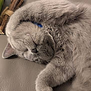 Figaro is registered to the contest to win money with this photo: cat, gray_cat, sleeping, fur, pet, domestic_animal, cozy, relaxed, paw, leather_surface, indoor, close_up, cute, feline, whiskers, animal, resting, soft, collar, napping