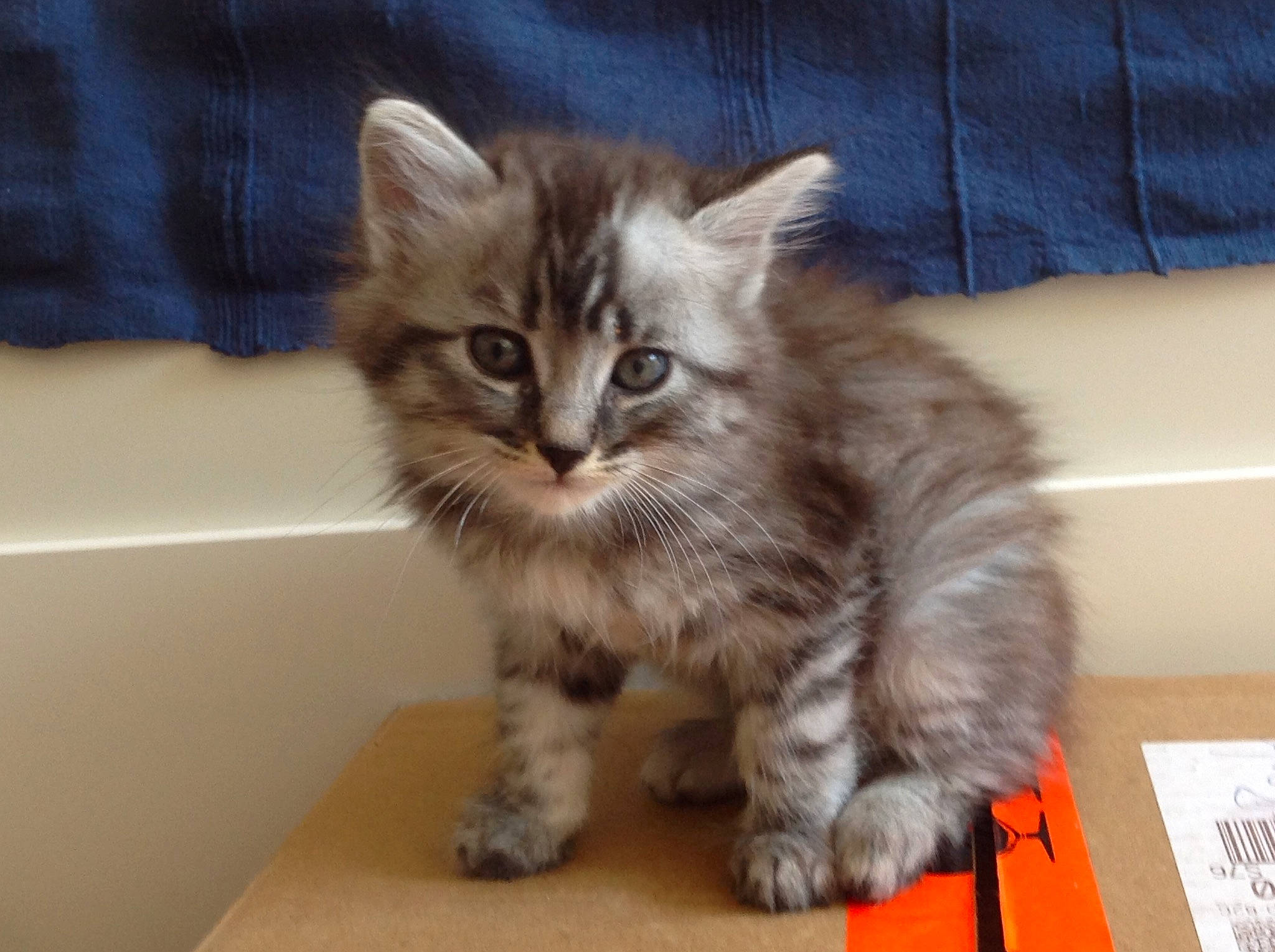 Olga participe au concours pour gagner de l'argent avec cette photo : american_curl, asian, asian_semi_longhair, british_semi_longhair, carnivore, cat, domestic_long_haired_cat, domestic_short_haired_cat, european_shorthair, felidae, kitten, mammal, norwegian_forest_cat, pixie_bob, ragamuffin, siberian, small_to_medium_sized_cats, tabby_cat, vertebrate, whiskers