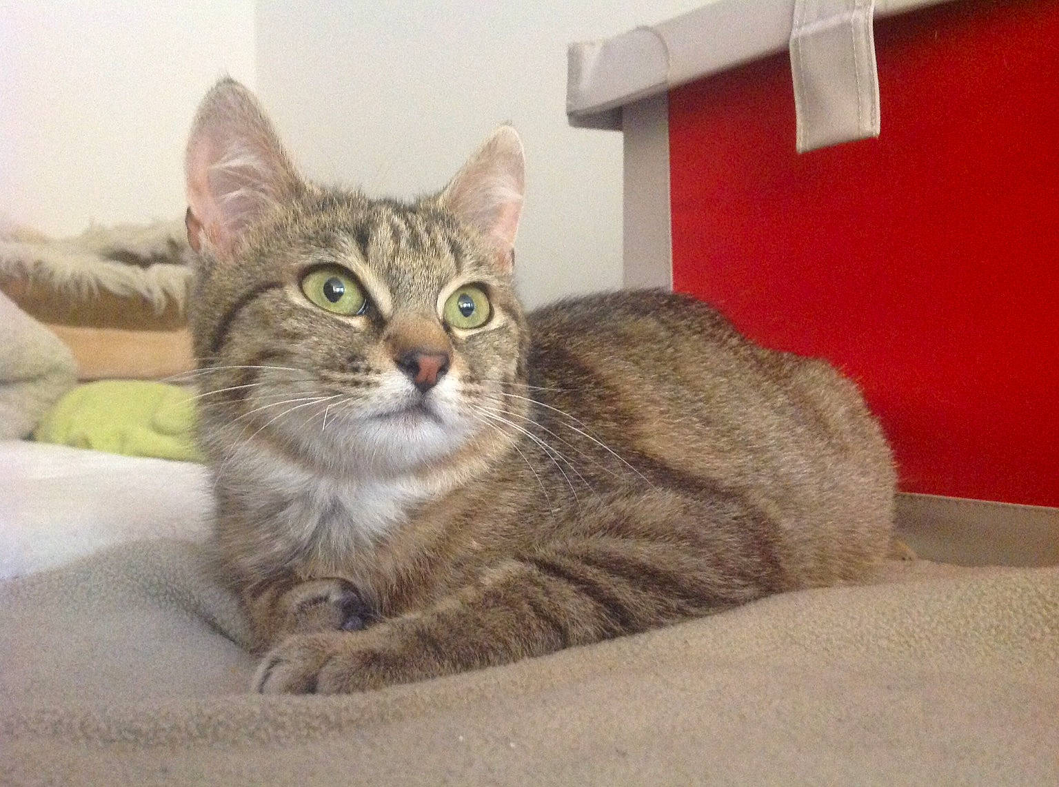 Les Loulous a rejoint le concours — aidez-le/la à gagner de superbes lots ! aegean_cat, american_bobtail, american_shorthair, american_wirehair, asian, australian_mist, california_spangled, carnivore, cat, domestic_short_haired_cat, dragon_li, european_shorthair, felidae, kitten, mammal, pixie_bob, small_to_medium_sized_cats, tabby_cat, vertebrate, whiskers