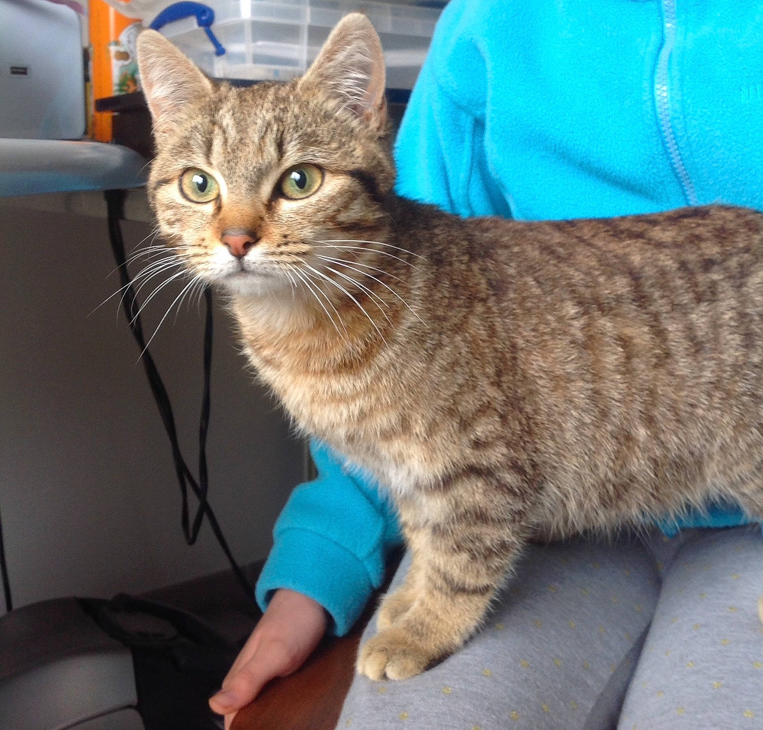 Les Loulous a rejoint le concours — aidez-le/la à gagner de superbes lots ! aegean_cat, american_bobtail, american_shorthair, american_wirehair, arabian_mau, asian, australian_mist, california_spangled, carnivore, cat, domestic_short_haired_cat, dragon_li, european_shorthair, felidae, mammal, pixie_bob, small_to_medium_sized_cats, tabby_cat, vertebrate, whiskers