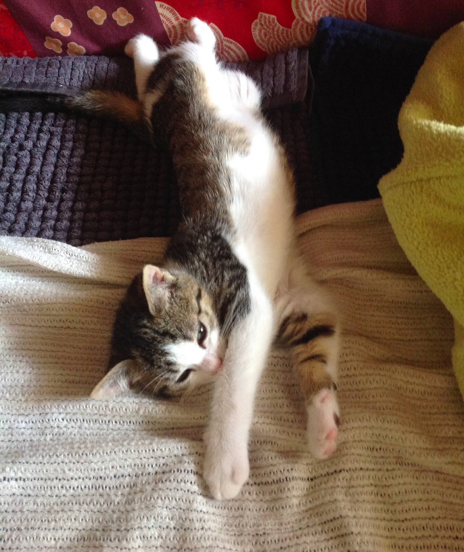 Les Loulous participe au concours pour gagner de l'argent avec cette photo : aegean_cat, american_curl, american_wirehair, asian, carnivore, cat, domestic_short_haired_cat, dragon_li, ear, european_shorthair, felidae, fur, kitten, leg, paw, polydactyl_cat, small_to_medium_sized_cats, tabby_cat, tail, whiskers