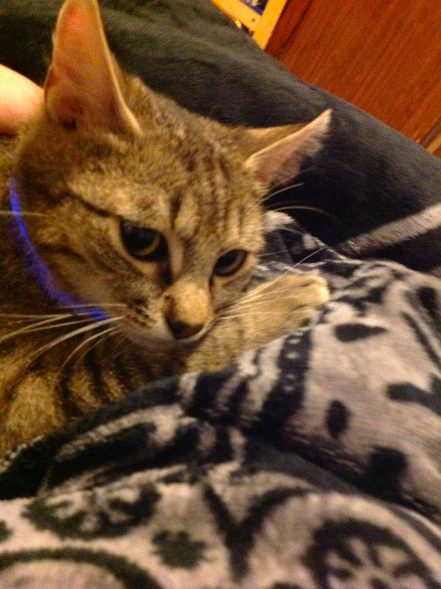 Les Loulous participe au concours pour gagner de l'argent avec cette photo : american_shorthair, arabian_mau, asian, australian_mist, california_spangled, carnivore, cat, domestic_short_haired_cat, dragon_li, egyptian_mau, european_shorthair, felidae, kitten, mammal, ocicat, pixie_bob, small_to_medium_sized_cats, tabby_cat, vertebrate, whiskers